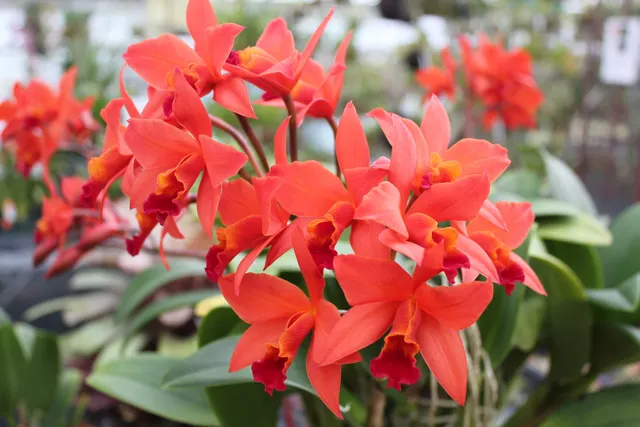 Cattlianthe Fire Dance 'Patricia' (Cattlianthe)