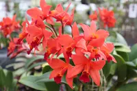 Cattlianthe Fire Dance ‘Patricia’ AM/AOS (5″ Pot)