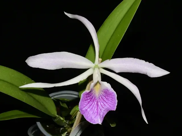 Brassocattleya Kay (Brassocattleya)