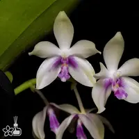 [Bare-root] Phal. fimbriata [2.4 BS][Aug in stock 26]