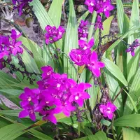 Spathoglottis Ponkasem Ground Orchid Single Shoot
