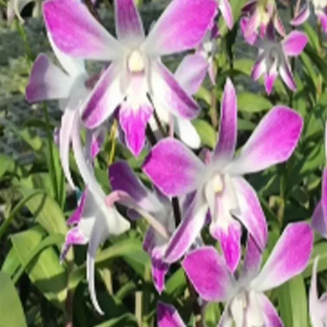 Dendrobium Ceasar 4 N (Dendrobium)