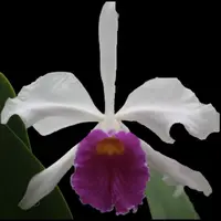 Cattleya mossiae x Cattleya purpurata