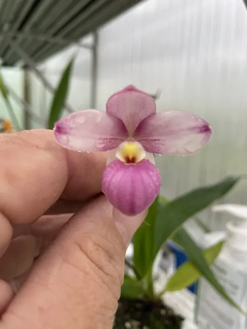 Phragmipedium fischeri x manzurii (Phragmipedium)
