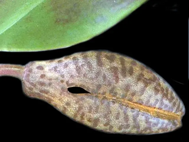 Zootrophion trivalve (Zootrophion)