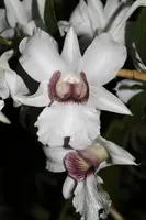 Dendrobium sanderae var. majus