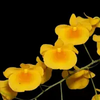 Dendrobium lindleyi