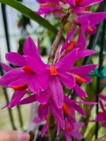 Dendrobium Bracteosum ‘Yuan’