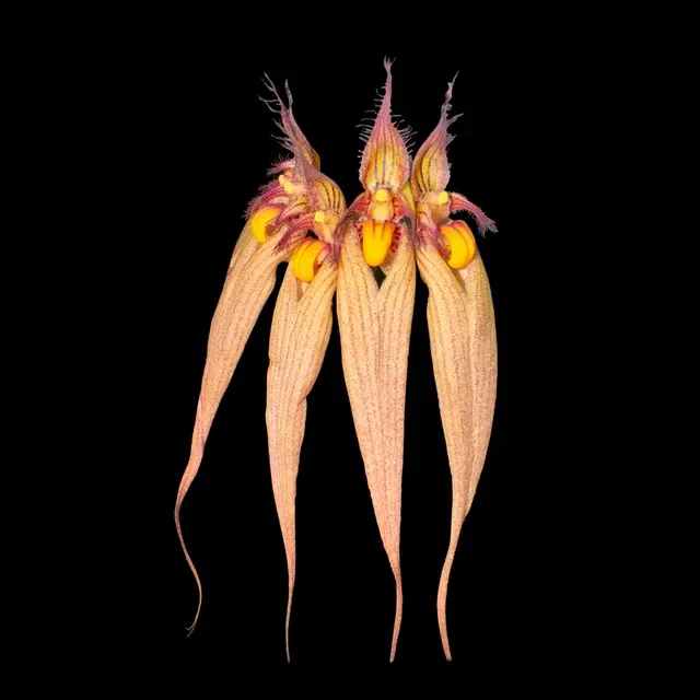 Bulbophyllum Louis Sander (Bulbophyllum)