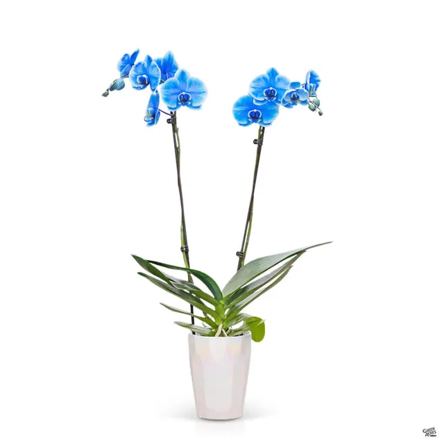 Phalaenopsis 'Gemstone Blue' (Phalaenopsis)