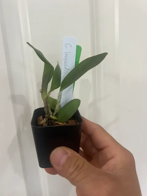 Cattleya leopoldii (Cattleya)