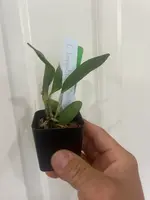 C. leopoldii — Seedlings