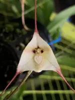 Dracula rezekiana