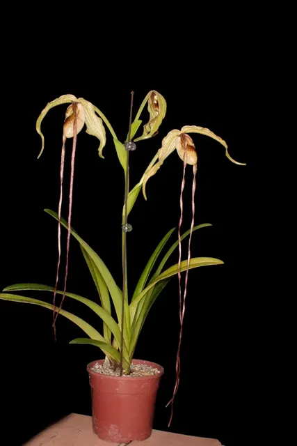 Phragmipedium exstaminodium x sib (Phragmipedium)