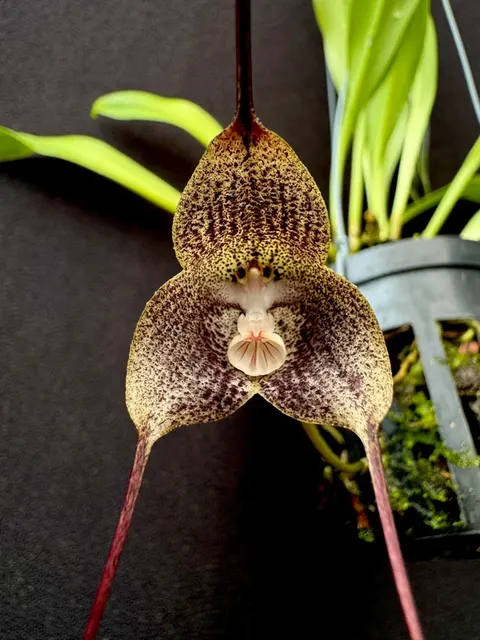 Dracula radiella (Dracula)