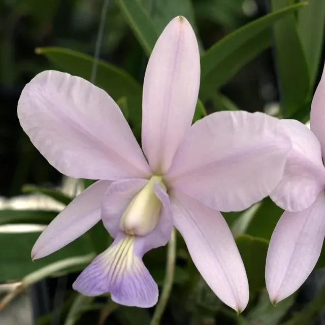 Cattleya Brazilian Jewel