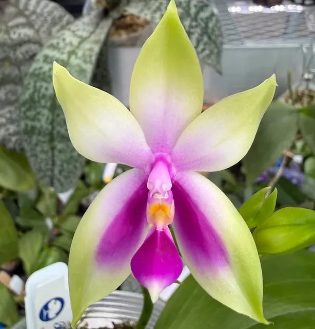 Phalaenopsis bellina 'Fire Type Select' (Phalaenopsis)