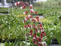 Onc. Sharry Baby 'Sweet Fragrance' Large plant in 3 1/4 inch pot...(no spikes)
