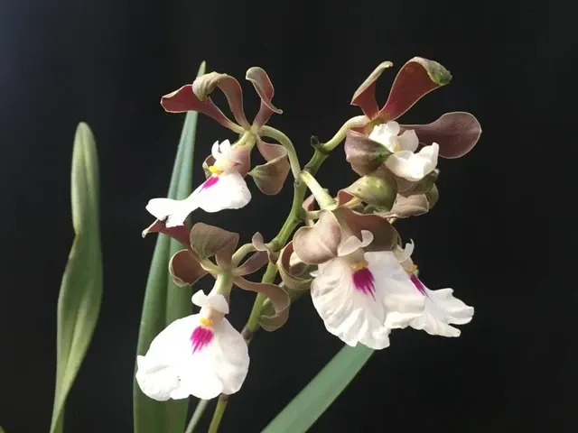 Encyclia cordigera var tipo x 'Dark Chocolate'
