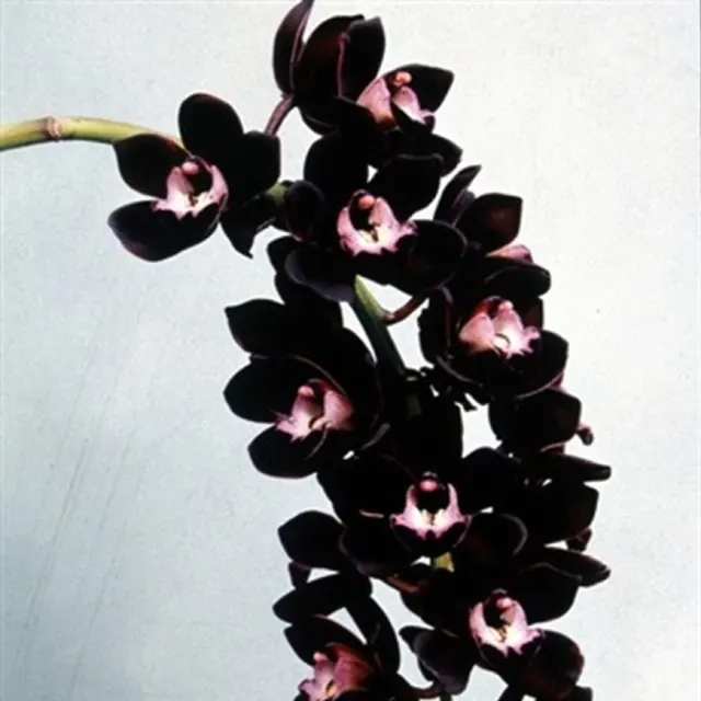 Cymbidium Hybrids Kiwi Midnight (Cymbidium)