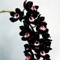 Cymbidium Hybrids Kiwi Midnight