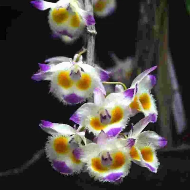 Dendrobium devonianum sp (Dendrobium)