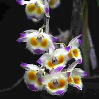 Dendrobium devonianum sp.