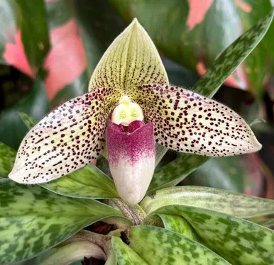 Paphiopedilum Evelyn Röllke