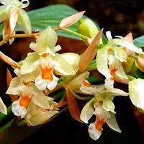 Coelogyne sulphurea (Coelogyne)