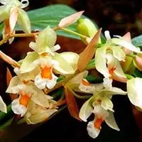 Coelogyne sulphurea — BS / Nonblooming