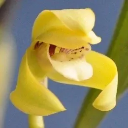 Maxillaria Porphyrostele Sp. (Maxillaria)