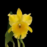 Cattleya Alliance: Rlc. Golden Godzilla