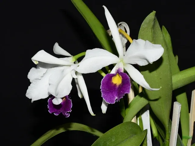 Cattleya Callistoglossa F. Semialba Coerulea (Cattleya)