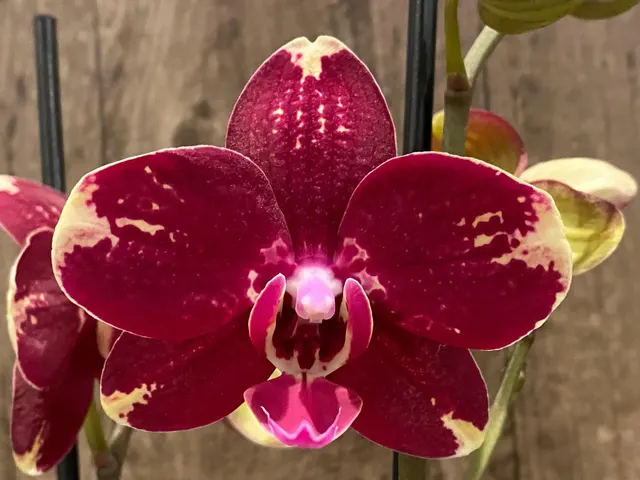 Phalaenopsis I-Hsin Maurice