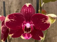 Double Spikes Phalaenopsis I-Hsin Maurice (4.5″ Pot)