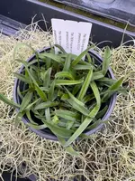 COMPOT Angraecum (magdalene x praestans)