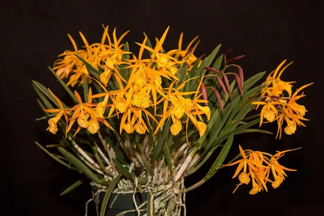 Brassocattleya Yellow Bird 'Bredren's Orange Tart' (Brassocattleya)