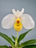 Paphiopedilum emersonii ("Select one from 2nd generation") — 12 cm / Nee