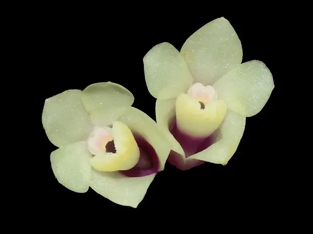 Dendrobium Illusion Red White (Dendrobium)