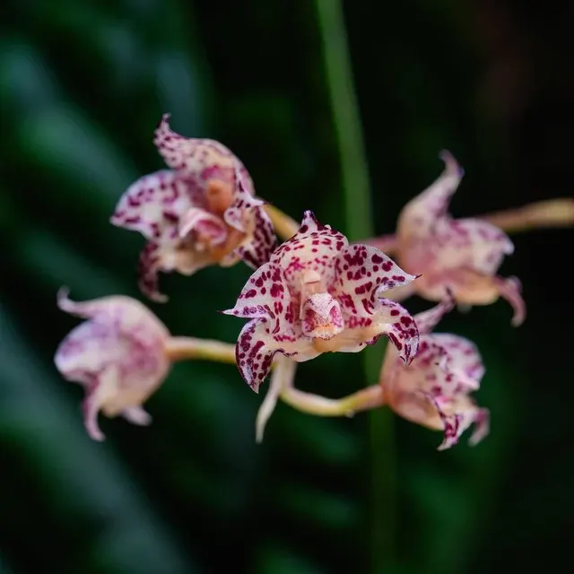 Bulbophyllum refractilingue (Bulbophyllum)