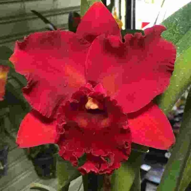 Rhyncholaeliocattleya Hey Song (Rhyncholaeliocattleya)