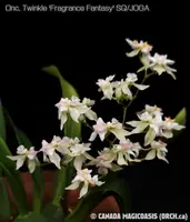 Onc. Twinkle 'Fragrance Fantasy' SQ/JOGA