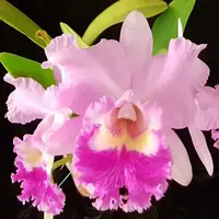 Rlc. Princess Paula