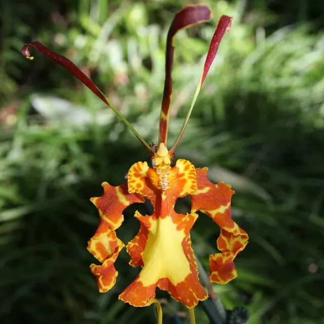 Psychopsis Mendenhall 'Hildos' (Psychopsis)