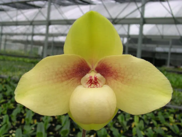 Paphiopedilum hangianum x sib (Paphiopedilum)