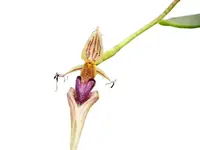Bulbophyllum appendiculatum