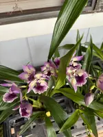 Zygonisia Cynosure 'Blue Birds' orchid — Not Currently In Bloom or Spike