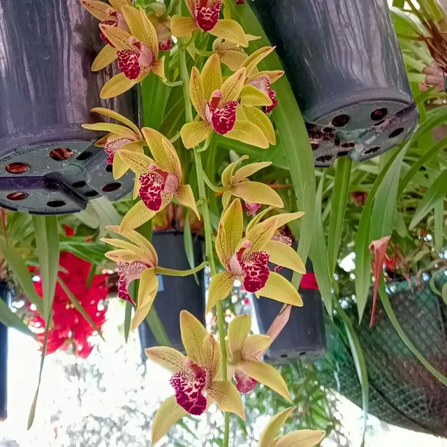 Cymbidium Cascade Hybrid – Y (Cymbidium)