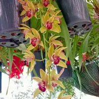 Cymbidium Cascade Hybrid – Y
