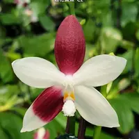 [Bare-root][Import AS-IS] #PA# Phal. tetraspis 'C2' 盾花蝴蝶 'C2' [2.5" BS][Sept Preorder 26]